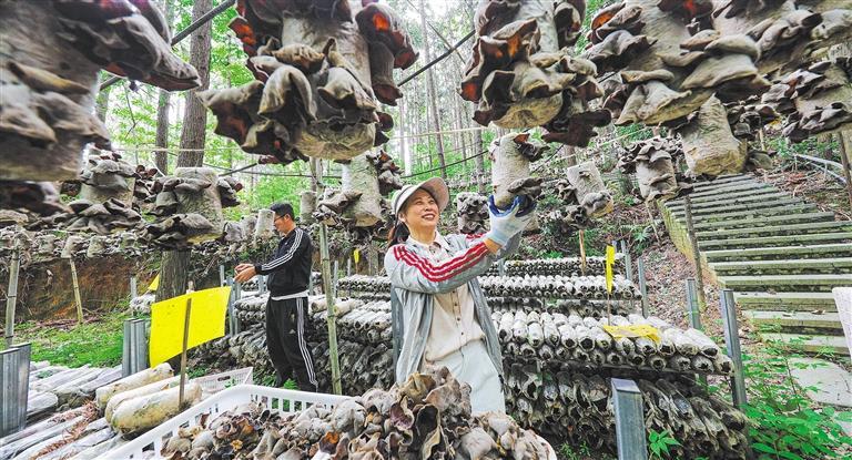 质量发展产业调研】林下生金冰球突破豪华版手机版【高(图2)